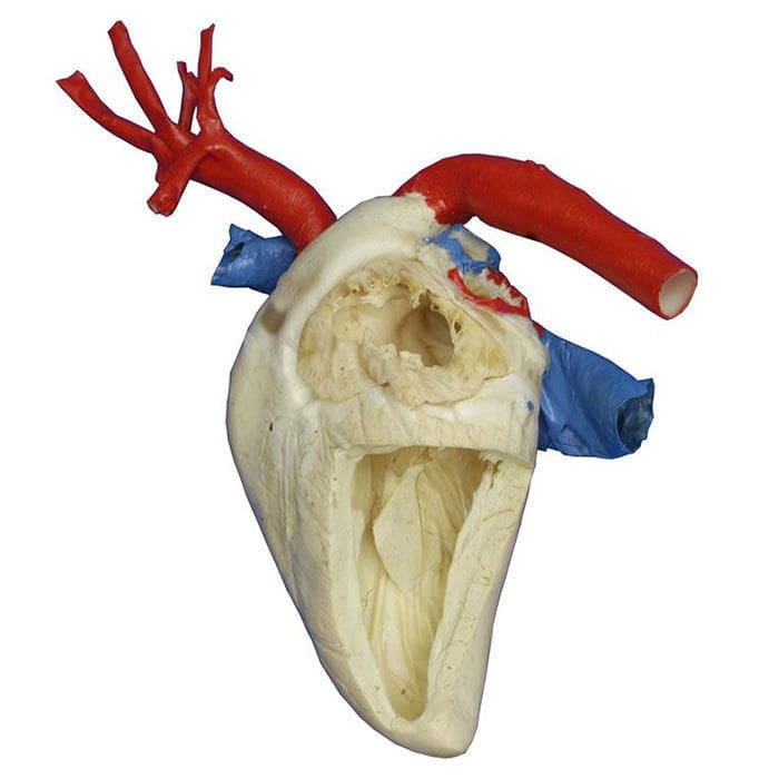 Modello Anatomico Di Cuore Mwdw Meiwo Science Veterinario