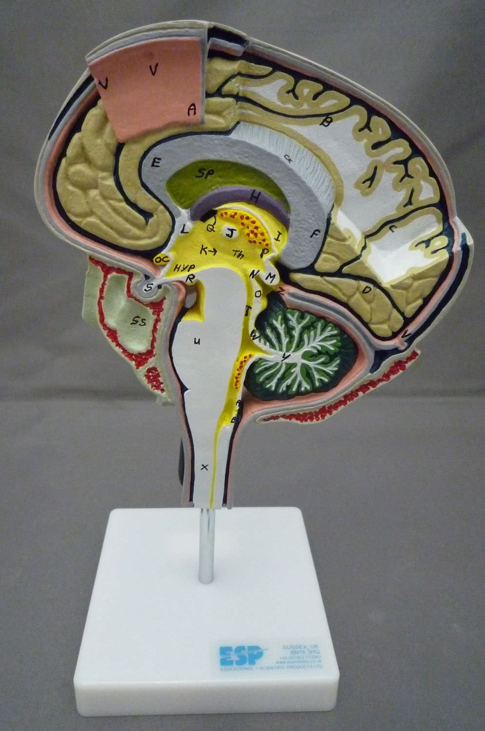 Modello Anatomico Cervello ZKH 266 N Educational Scientific