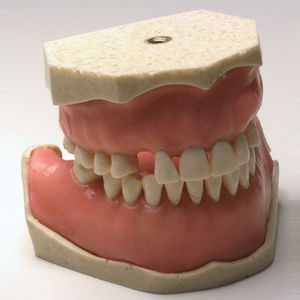 modello anatomico di dentatura / gengivale / ad uso didattico / per chirurgia
