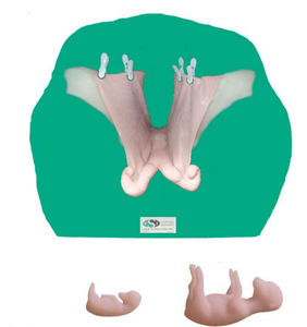 modello anatomico utero / per teriogenologia / di bovini / in kit