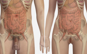 modulo di simulazione basato sul web / di anatomia / per radiografia / femminile
