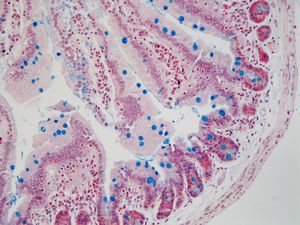 kit di reagenti per ricerca / per istologia / coloranti / per tessuti