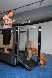 tapis roulant veterinario sommergibile / per cani