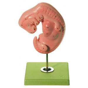 modello anatomico corpo intero / ad uso didattico / di embrione
