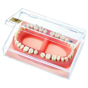 modello anatomico di denti / ad uso didattico