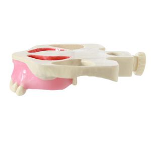 modello anatomico odontoiatrico / ad uso didattico / per rialzo del seno nasale