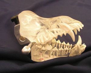 modello anatomico di dentatura