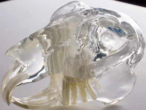 modello anatomico cranio / di coniglo / trasparente