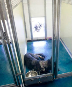 gabbia veterinaria per cani / modulare