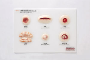 modello anatomico della pelle / ad uso didattico / di patologia