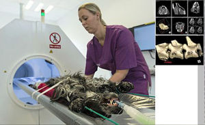 scanner a raggi X ad uso veterinario / per animali di piccola taglia