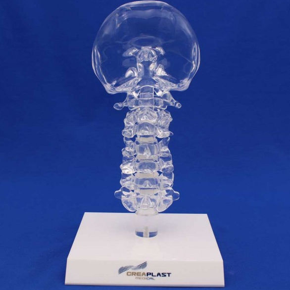 Modello Anatomico Di Colonna Vertebrale 85cm Flessibile Classica Con Bacino | VEVOR IT