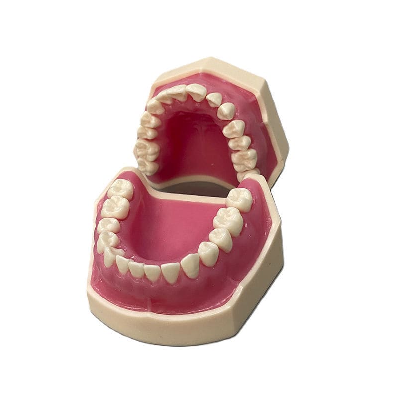 Modello Dentale Con Gengive In Silicone – Tipodonti 1:1 Per Insegnamento E Pratica Spazzolamento
