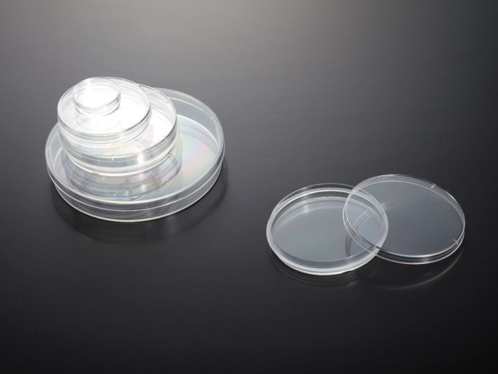 Conocephalum Conicum. Epatica. Spore In Germinazione. Campo Scuro. 250X - Foto 13