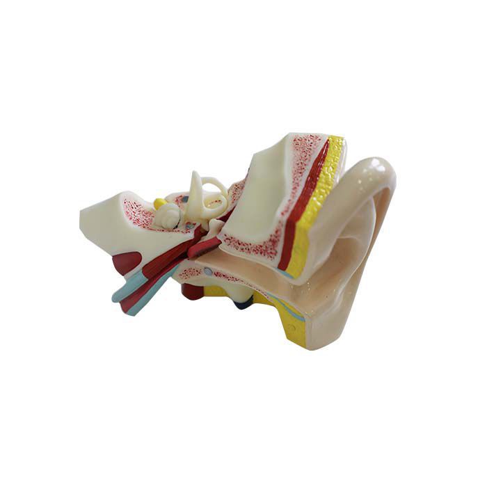 3B Scientific modello anatomico Orecchio ingrandito 5 volte in 8 parti