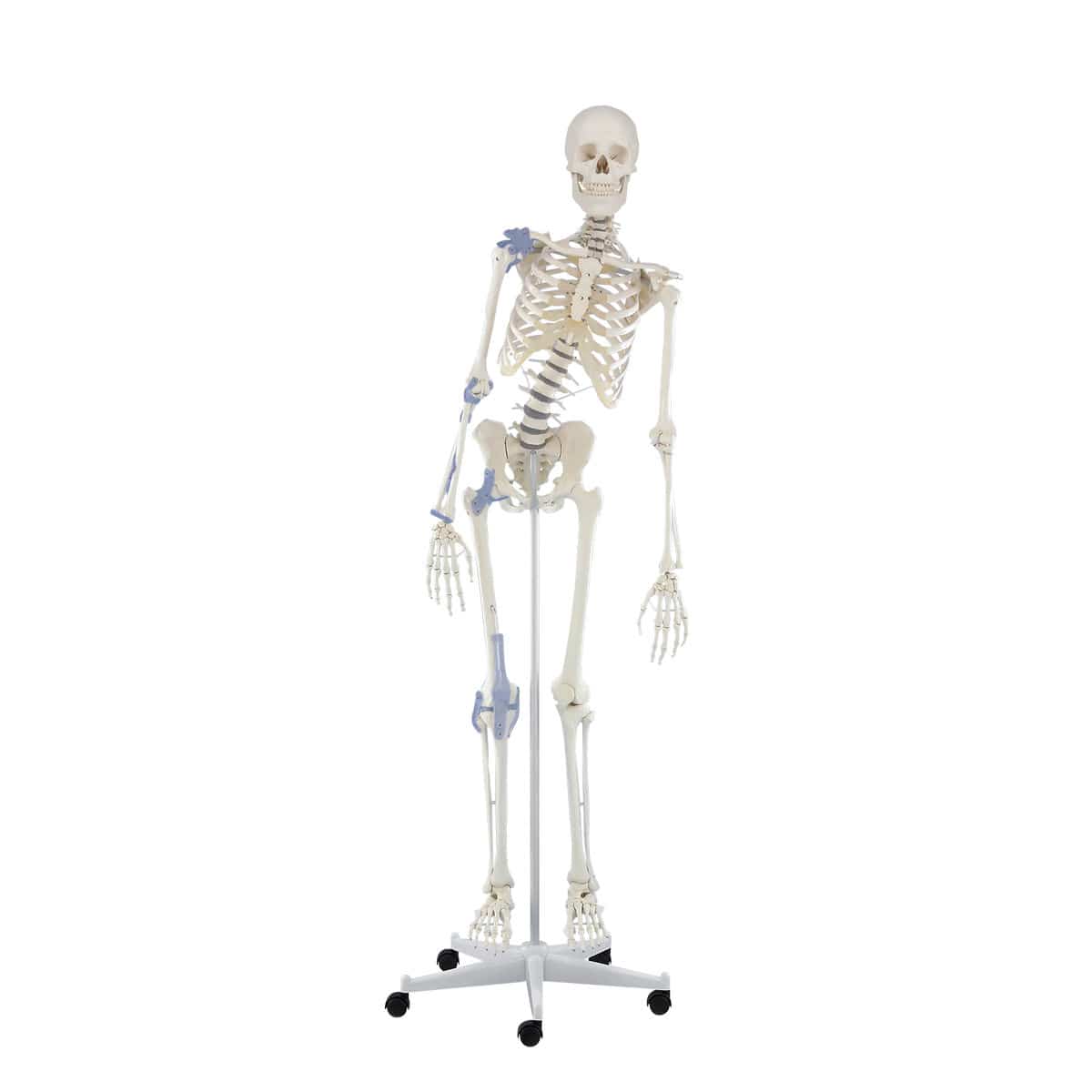 Scheletro Umano 165 Cm Per Halloween Con Effetto Antico – Snodabile, Resistente Alle Intemperie, Perfetto Per Decorazioni Da Esterno E Interno