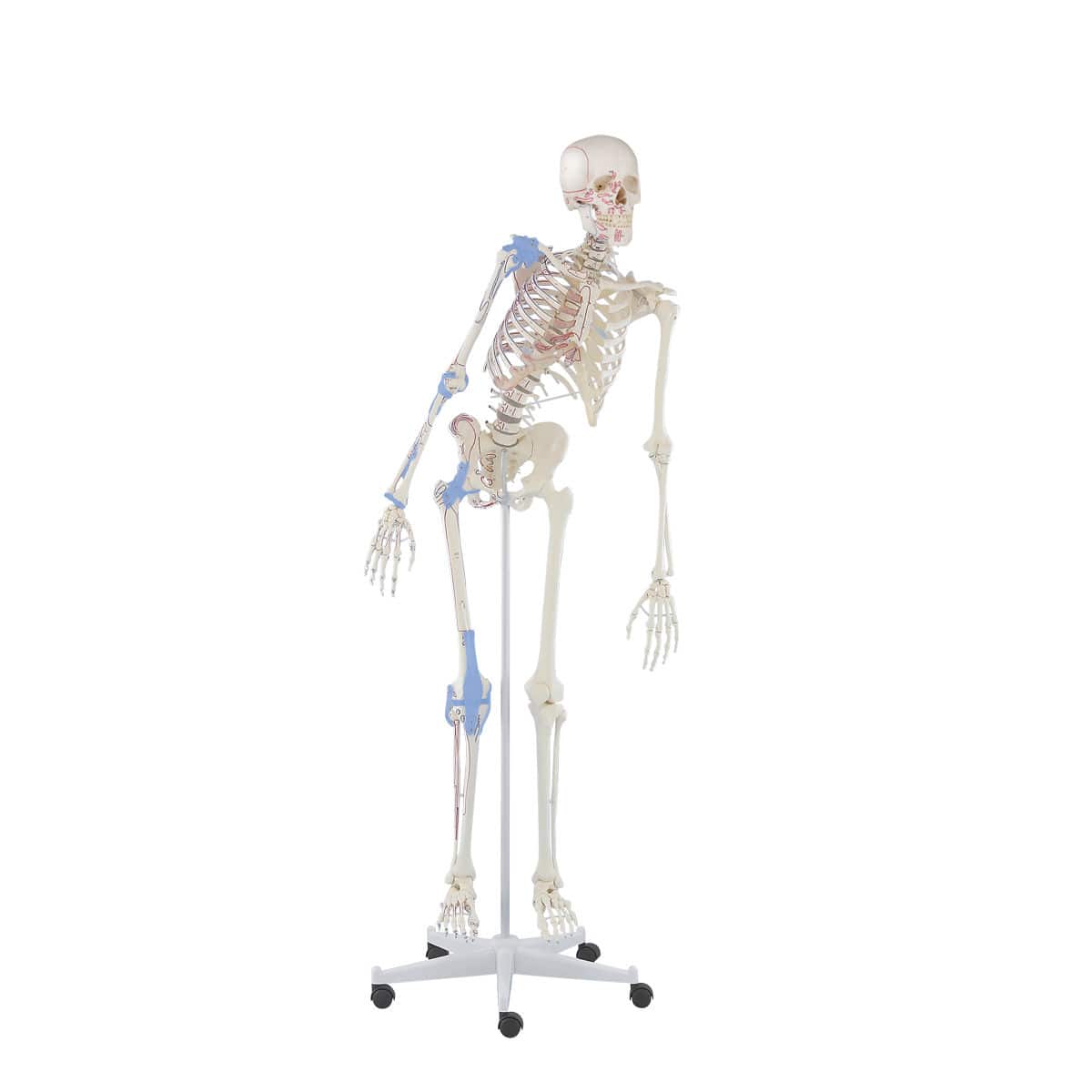 Kit Scheletro Brontosauro 476 Pezzi | Modello Dinosauro Articolato 49cm