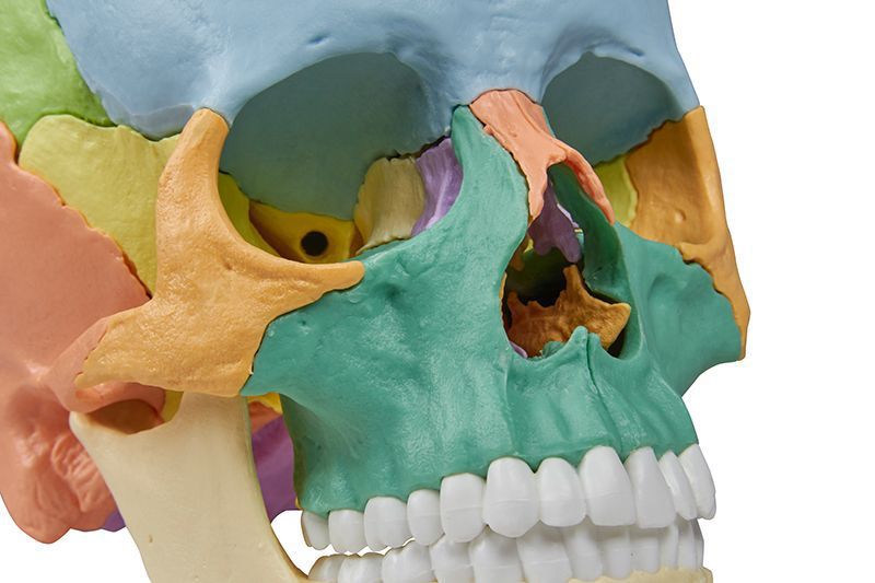 Cranstein A-236 Cranio anatomico con cervello in 8 parti | Studi e formazione medica | cranio | Modello di anatomia del cranio | Modello del cranio