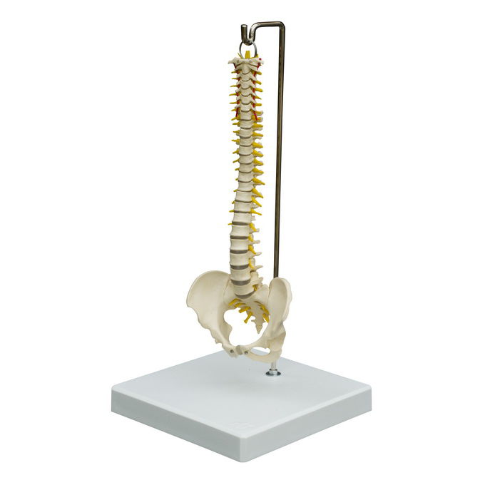 Modello Anatomico Della Colonna Vertebrale In Pelvic Humano 45Cm