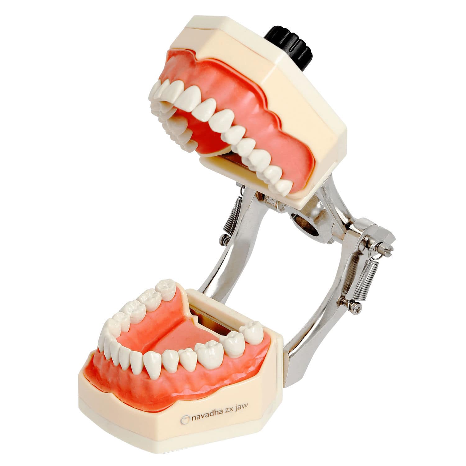 Modello anatomico osseo - DM – 608 - Selmodels SL - di mandibola / per implantologia Modello anatomico osseo - DM – 608 - Selmodels SL - di mandibola / per implantologia