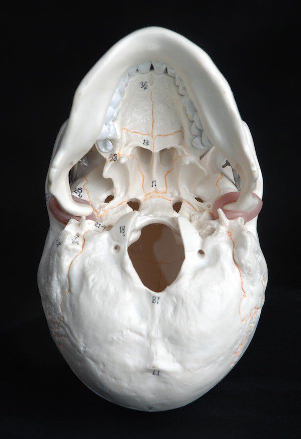 Cranstein A-211 Cranio anatomico con numerazione | Studi e formazione medica | cranio | Modello di anatomia del cranio | Modello del cranio