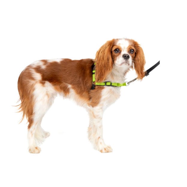 PetSafe, accessori per l'addestramento dei cani