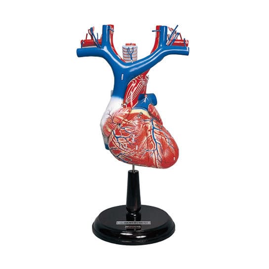 Anatomia Del Cuore Umano Su Sfondo Bianco Illustrazione Vettoriale - Illustrazione di va, organo: 57617801