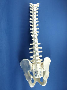 modello anatomico bacino / colonna vertebrale / ad uso didattico