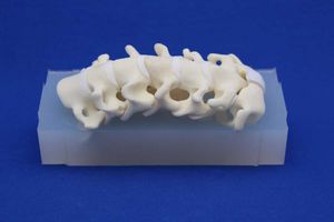modello anatomico colonna vertebrale cervicale