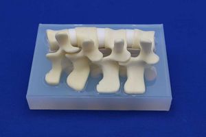 modello anatomico di colonna vertebrale lombare