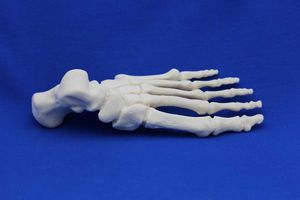 modello anatomico osseo 1