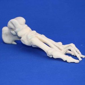 modello anatomico osseo 1