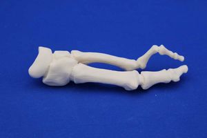 modello anatomico per metatarso 1