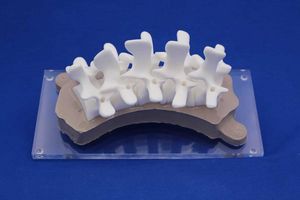 modello anatomico di colonna vertebrale