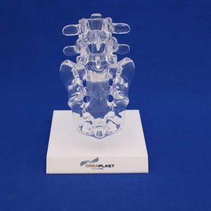modello anatomico sacroiliaca 1