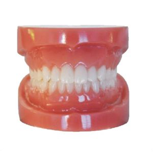 tipodonto di dentatura