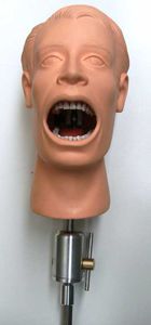 modello anatomico dentale / testa