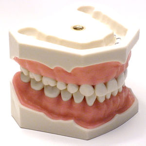modello anatomico di dentatura