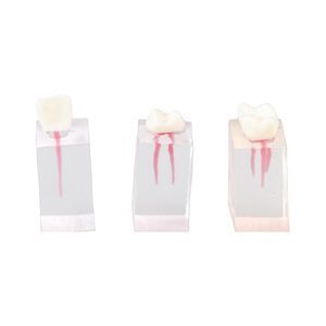 modello anatomico di denti