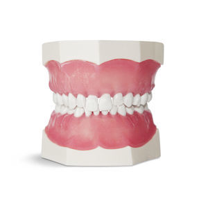 modello anatomico di dentatura