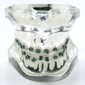 modello anatomico di dentatura