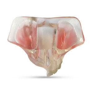 modello anatomico sinusale