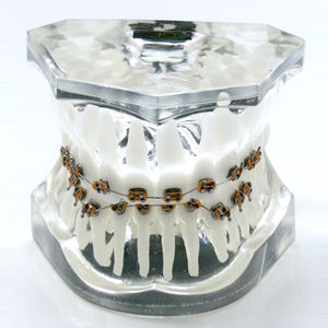 modello anatomico di dentatura 1