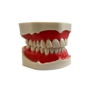 modello anatomico di dentatura 1