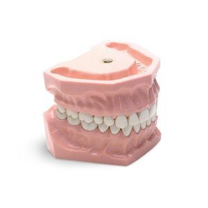 modello anatomico di denti 1