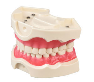 modello anatomico di denti 1