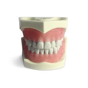 modello anatomico di denti 1