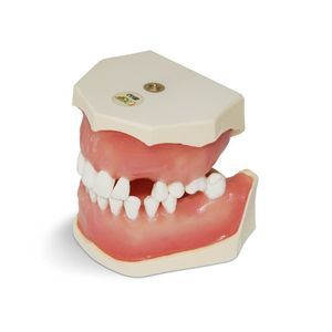 modello anatomico di denti 1