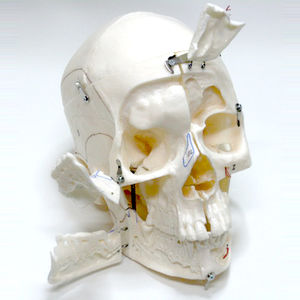 modello anatomico di cranio 1