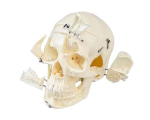 modello anatomico di cranio 1